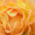 Narancssárga - Talajtakaró rózsa - Bessy
